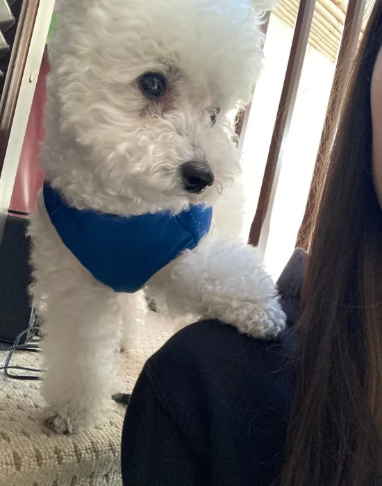 脚をのせる犬