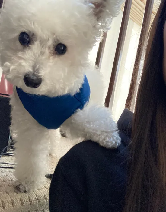 目で訴えてくる犬