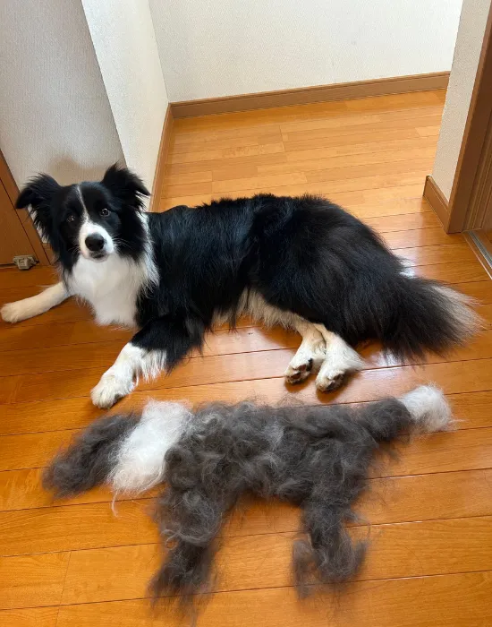 抜け毛で作られたもう1匹の犬