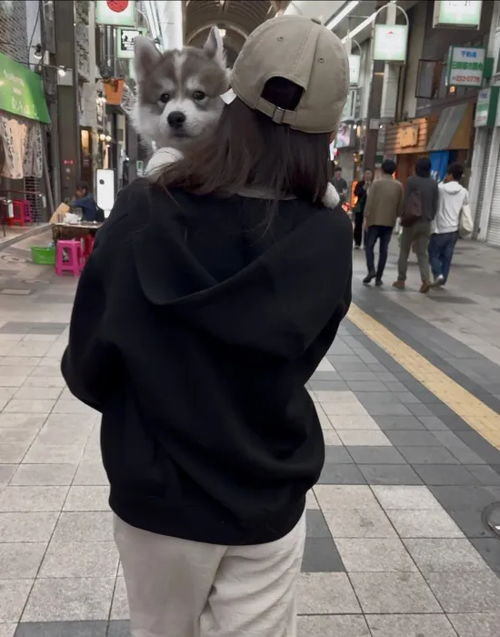 ぬいぐるみのような小ささの犬