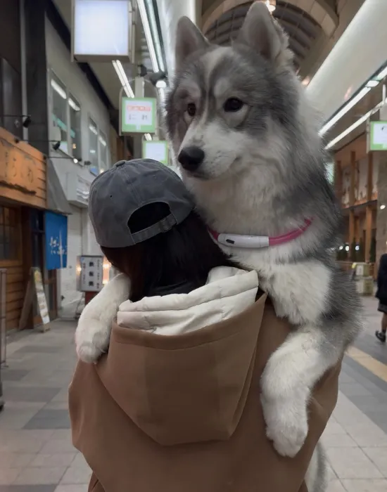 何倍もの大きさに成長した犬