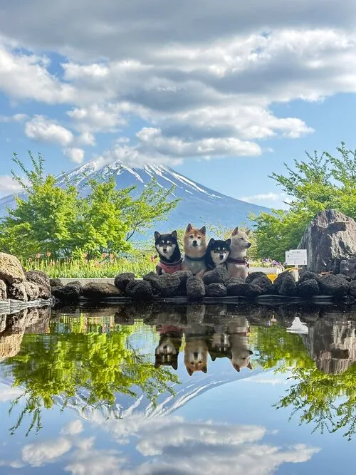 水面にうつった富士山