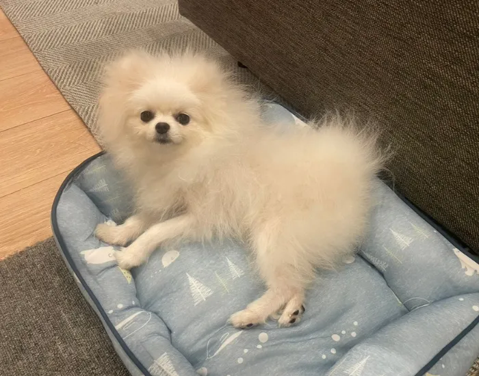 横たわっている犬