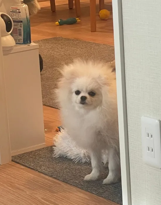 覗き込む犬