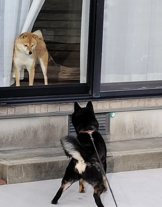 窓越しに見つめ合う犬