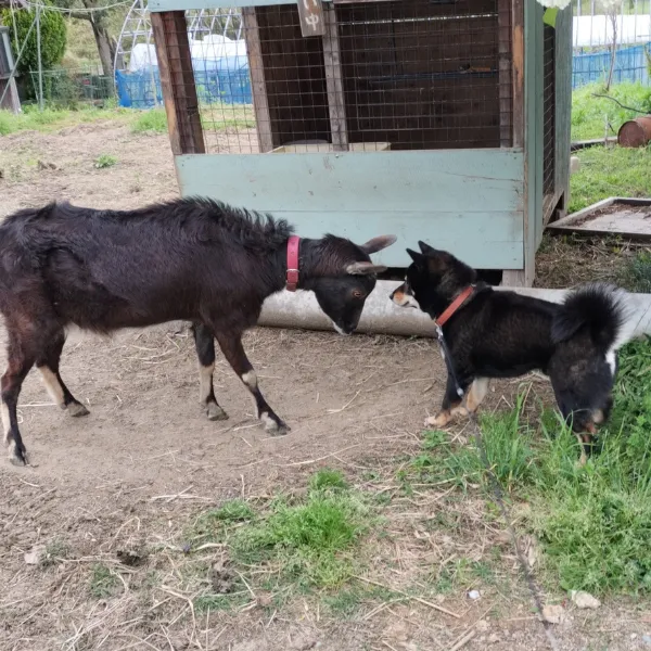 鼻先を合わせる黒ヤギと犬
