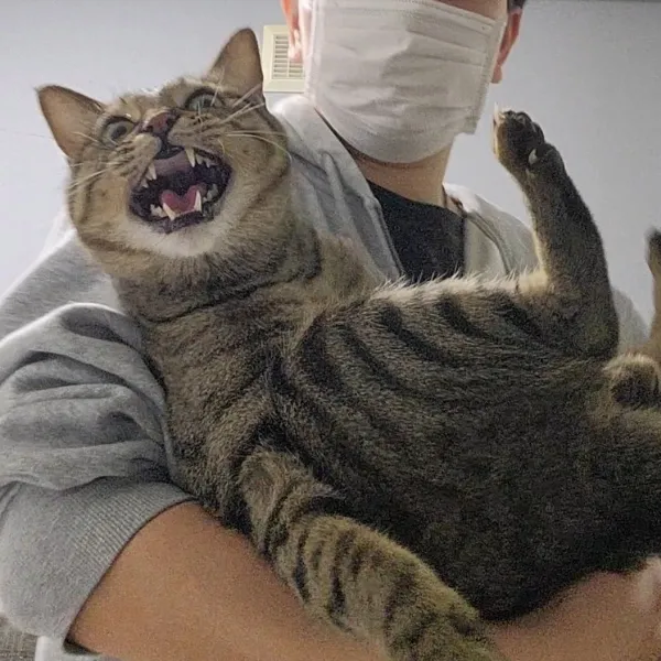 全力で拒否する猫