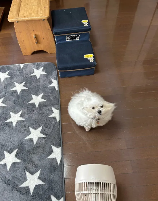 風に当たっている犬