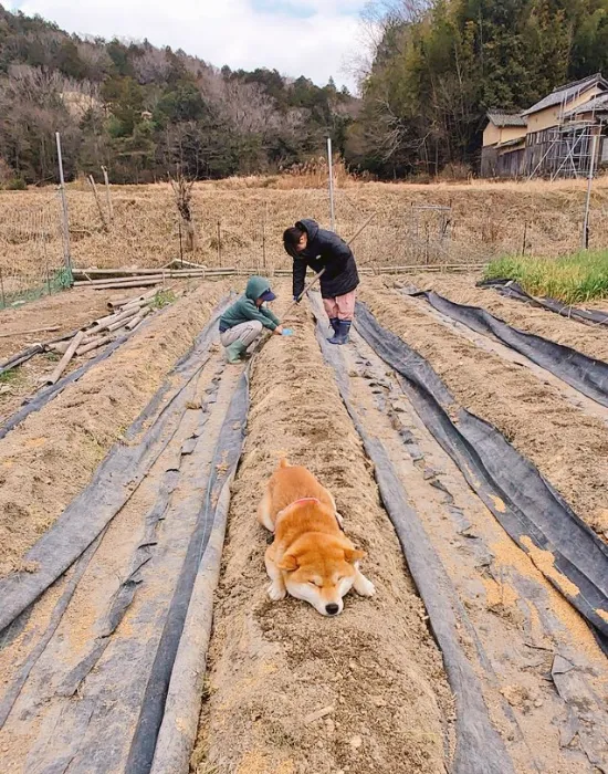 畑で横になる柴犬