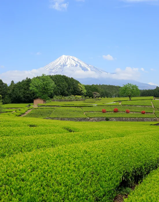 茶畑と富士山