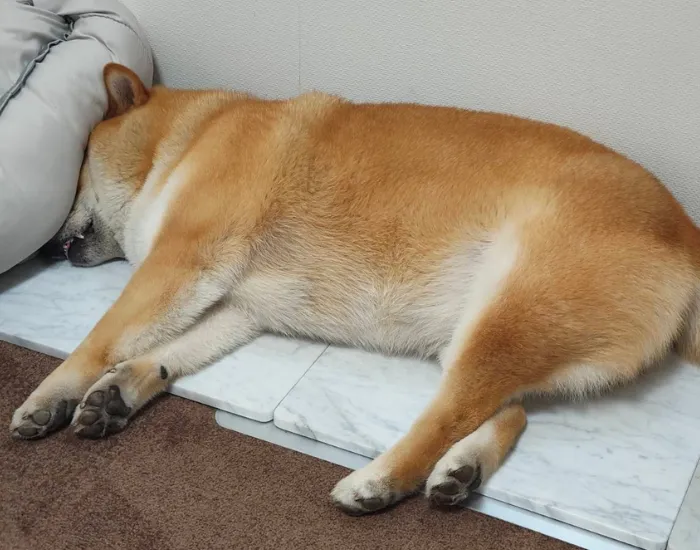 横たわる柴犬