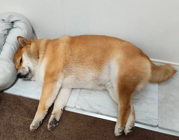 睨みつける柴犬