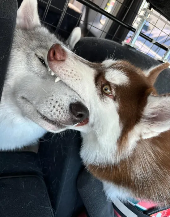 噛みつく犬