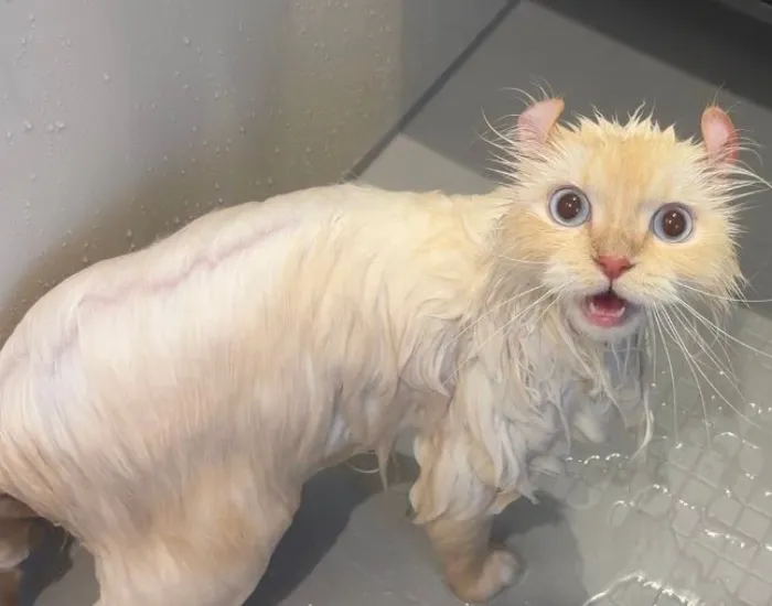 驚いた表情を浮かべる猫