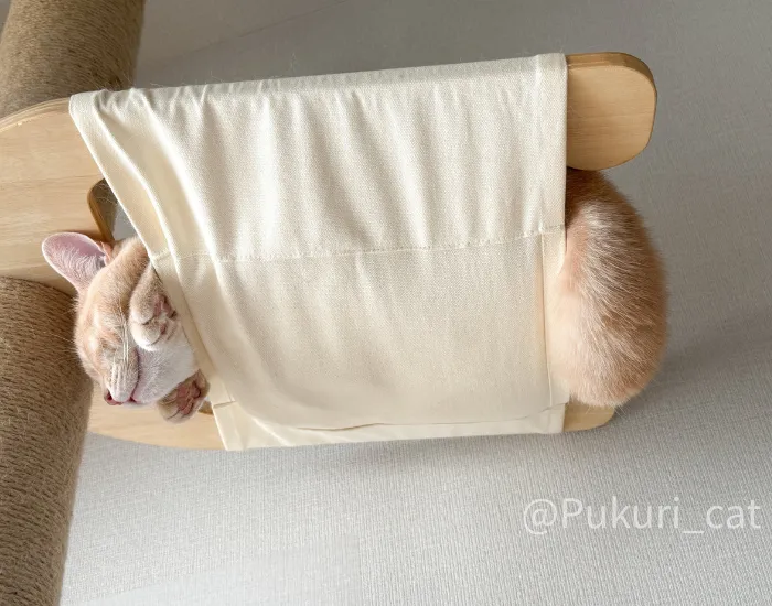 布にきれいにくるまれている猫