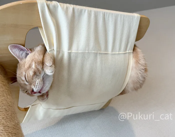 気持ちよさそうな猫