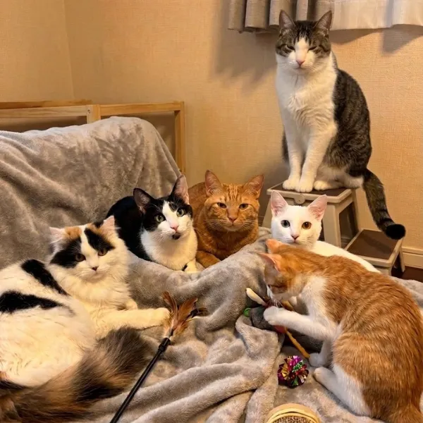 猫たちが集結している表情