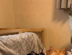 「AI画像かと思った…！」　飼い主が目撃した6匹の猫の密談、漂う異様な緊迫感が？