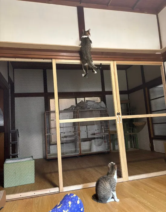 鴨居にぶら下がる猫
