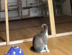上にぶら下がる猫と下で見つめる猫　謎の光景に「鳶の親方と見習い」