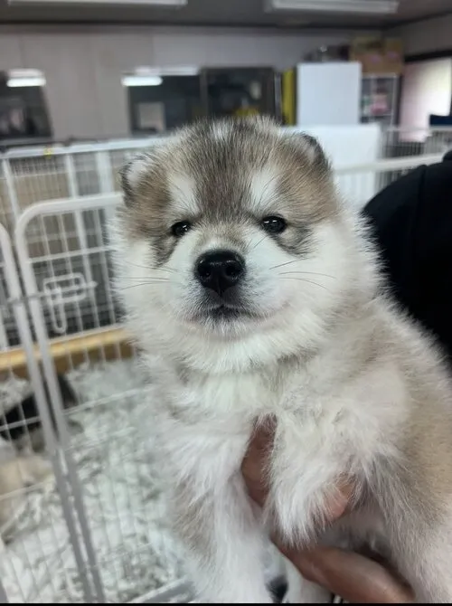 抱き抱えられた子犬