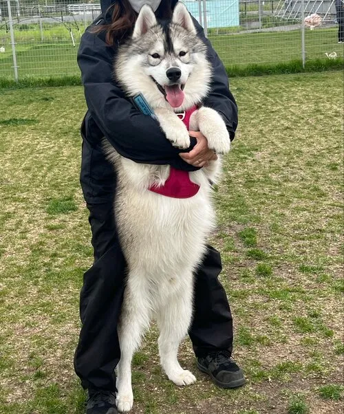 大きく成長した犬