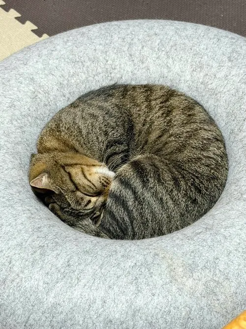 クッションの中で丸くなる猫