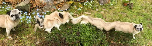 横に引き伸ばされたパグ